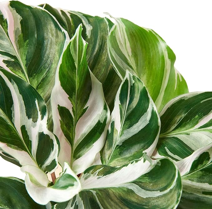 Calathea White Fusion Live Plant for Indoor | Different Houseplants in 4'' & 6'' Pot | Real House Plant for Living Room, Office, Desk & Bathroom | Peacock Plant | Zebra Plant