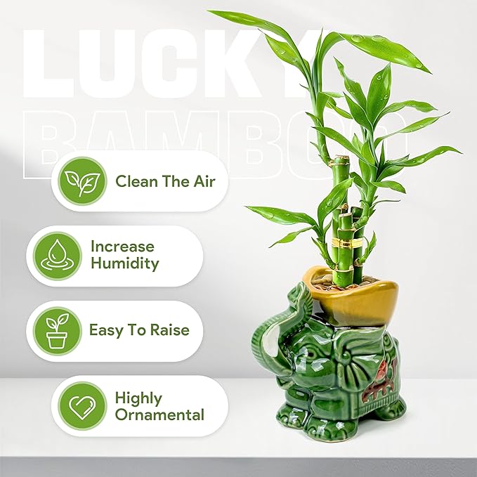 Lucky Bamboo 3-Stalk Set with Pebbles in Elephant Gold Ingot Pot – 6'' 6'' 8'' Live Plant for Wealth and Prosperity