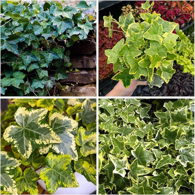 100+ English Ivy Seeds for Planting Outdoors,Climbing Vine Seeds,Ground Cover Seed Creeping Plants for Erosion Control Indoor Hanging Baskets