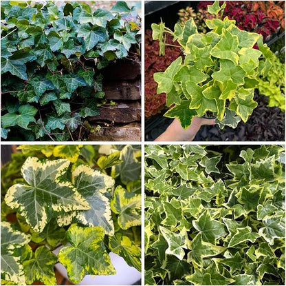 100+ English Ivy Seeds for Planting Outdoors,Climbing Vine Seeds,Ground Cover Seed Creeping Plants for Erosion Control Indoor Hanging Baskets