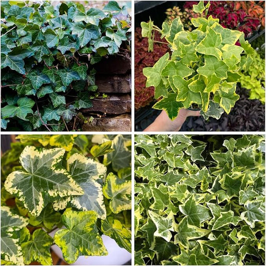 100+ English Ivy Seeds for Planting Outdoors,Climbing Vine Seeds,Ground Cover Seed Creeping Plants for Erosion Control Indoor Hanging Baskets