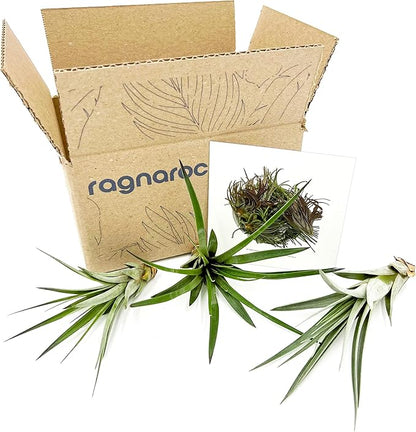 ragnaroc Air Plants - Tillandsia Fasciculata Tricolor, Large 4-6" - 3ct - Live Arrival Guaranteed - House Plants for Home Decor & Gift
