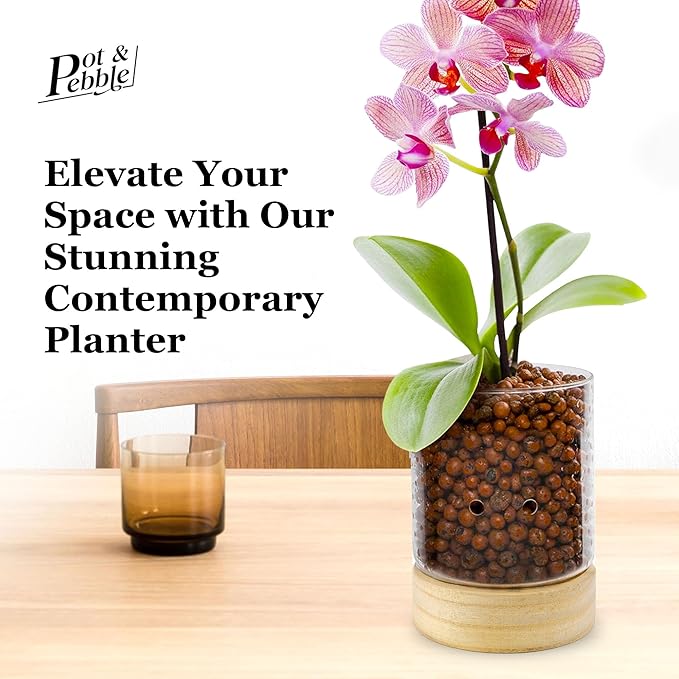 Pot & Pebble - C3 Glass Planter with Wooden Base - Indoor Glass Planter with Water Level Control Holes - Grow Plants in LECA Clay Pebbles