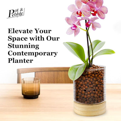 Pot & Pebble - C3 Glass Planter with Wooden Base - Indoor Glass Planter with Water Level Control Holes - Grow Plants in LECA Clay Pebbles