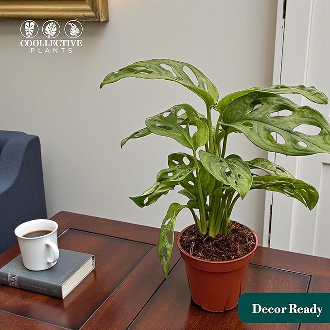CoollectivePlants Monstera Swiss Cheese – Live Monstera Plant in 4″ Grower’s Pot, Easy Care Indoor House Plants Live and Low Maintenance Indoor Plant