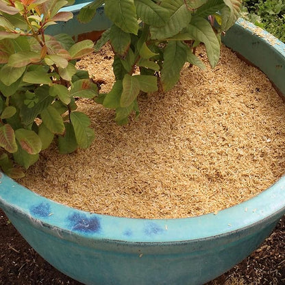 GARDENERA Premium Rice Hulls - Sustainable Gardening Essential for Improved Water Retention and Nutrient Absorption - 3 QUARTS