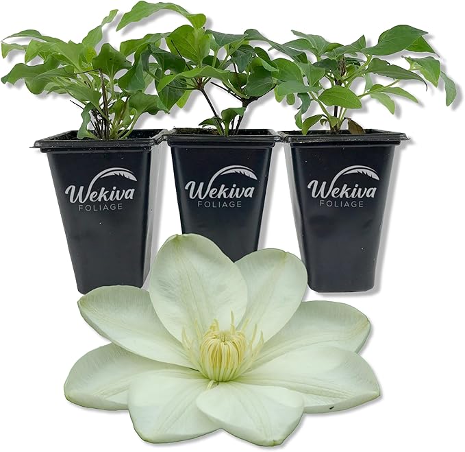 Clematis Guernsey Cream - 3 Live Starter Plants in 2 Inch Growers Pots - Starter Plants Ready for The Garden - Rare Clematis for Collectors