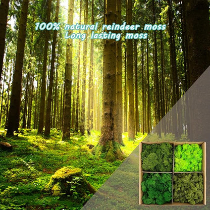 Amoueterno Preserved Moss 4 Color Reindeer Moss,Total 14OZ Each Color 3.5OZ, Natural Real Green Moss DIY Kit Moss Crafts Art Wall Decor Florist Decor Forest Green/Yellow Green/Leaves Green/Grass Gree