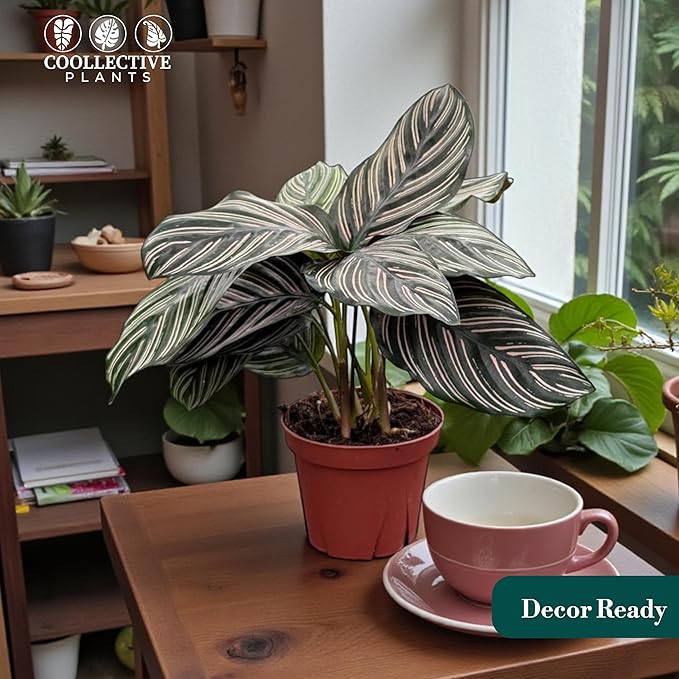Calathea Ornata – Live Plant in 4" Grower’s Pot, Easy to Grow Low Maintenance Indoor Houseplant, Includes UniHeat Pack for Winter Protection