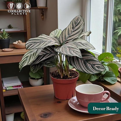 Calathea Ornata – Live Plant in 4" Grower’s Pot, Easy to Grow Low Maintenance Indoor Houseplant, Includes UniHeat Pack for Winter Protection