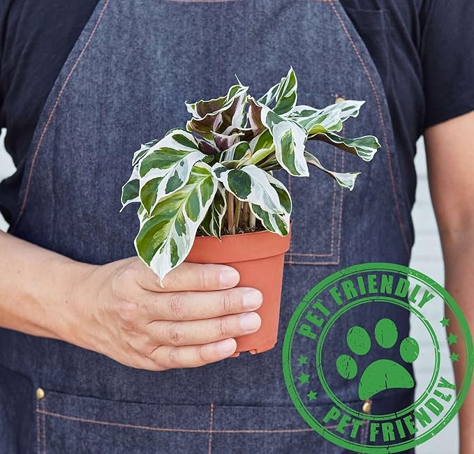 Calathea White Fusion Live Plant for Indoor | Different Houseplants in 4'' & 6'' Pot | Real House Plant for Living Room, Office, Desk & Bathroom | Peacock Plant | Zebra Plant