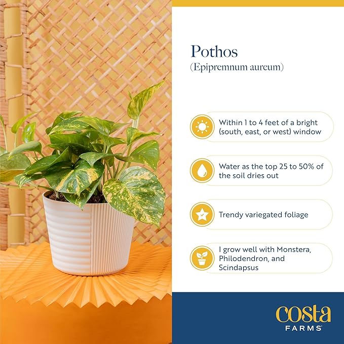 Costa Farms Live Pothos Plant, Assorted Devil's Ivy in Decorative Pot, Easy to Maintain, Air Purifying Indoor Houseplant, Home, Room, or Office Decor, House Warming or Birthday Gift, 12-14 Inches Tall