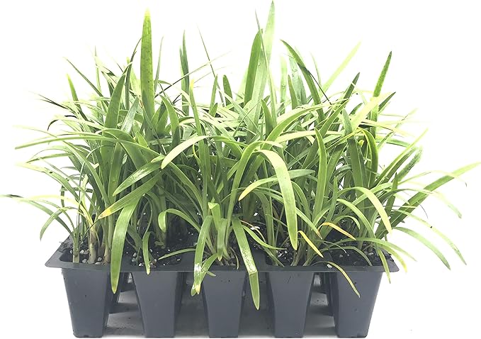 Agapanthus Africanus 'Lily of The Nile' - 30 Live Plants - 2" Pot Size - Blooming Groundcover