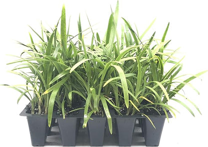 Agapanthus Africanus 'Lily of The Nile' - 3 Live Plants - 2" Pot Size - Blooming Groundcover