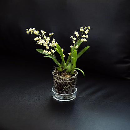 Phoenix Vine 3.5 Inch Clear Acrylic Planter Pot with Tray, Orchid Pot with Drainage Holes, Deep Saucer for Bottom Watering, Transparent Containers for Indoor Plants, Herbs, Set of 6, 91-A-D-6