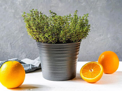 Greenwood Nursery: Live Ground-Cover Plants - Spicy Orange Thyme + Thymus x Citriodorus - [Qty: 1x Pint Pot] - (Click for Other Available Plants/Quantities)