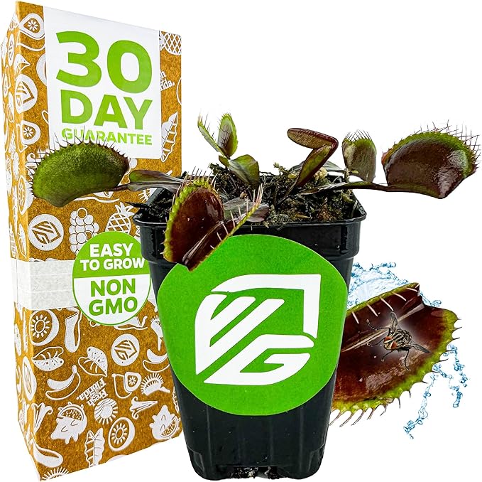 Akai Ryu Venus Fly Trap (Red Dragon) Live Plant - Dionaea muscipula by Wellspring Gardens - Unique Plant - Red Trap Plant - Red Venus Fly Trap - Rare Starter Plant