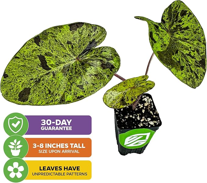 Mojito Elephant Ear PPAF Live Plant - Colocasia esculenta - Wellspring Gardens Starter Plant for Collectors and Garden Enthusiasts, Elephant Ears Plant, Lush Tropical Foliage for Planting (1-Pack)