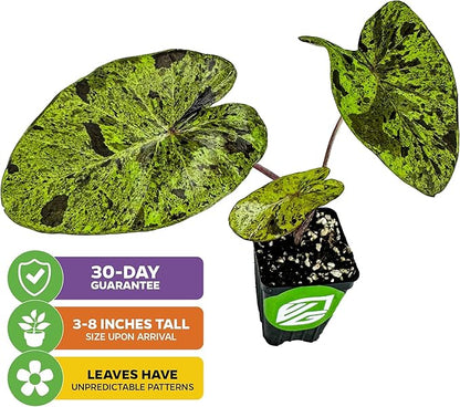 Mojito Elephant Ear PPAF Live Plant - Colocasia esculenta - Wellspring Gardens Starter Plant for Collectors and Garden Enthusiasts, Elephant Ears Plant, Lush Tropical Foliage for Planting (1-Pack)