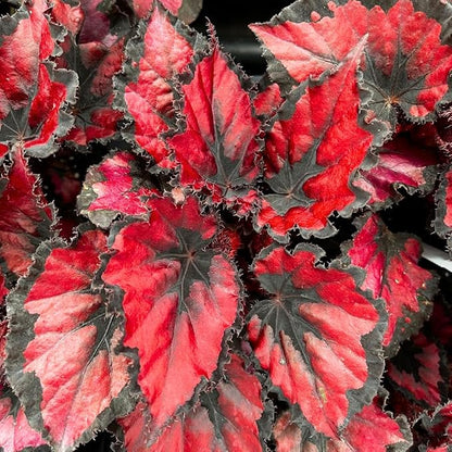 Exotic Red Begonia Plants Live, Rare Begonias Indoor Growing, Hanging Basket, Starter 5 to 9 Inc Tall