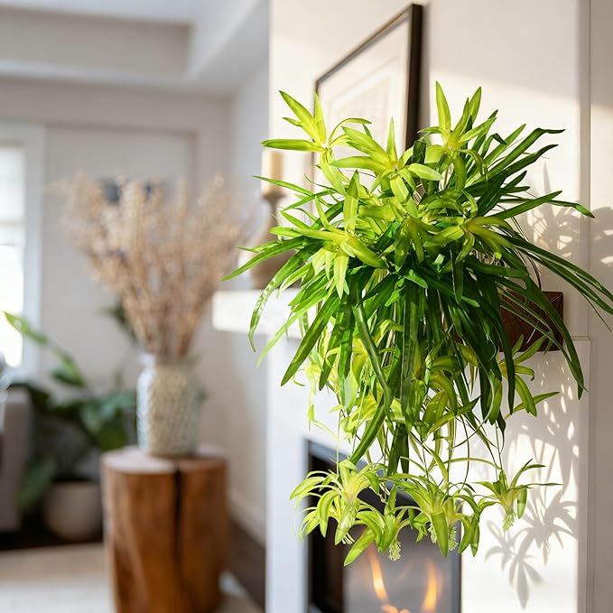 2 Pcs Artificial Spider Hanging Plant Artificial Bracketplant Chlorophytum Fake Greenery for Outdoor Porch Patio Window Shelf Office Garden Home Decor (Gold)