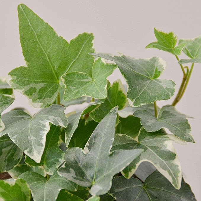English Ivy Glacier Live Plant for Indoor | Different Houseplants in 3'' Pot | Real House Plant for Living Room, Office, Desk & Bathroom | English Ivy | Common Ivy