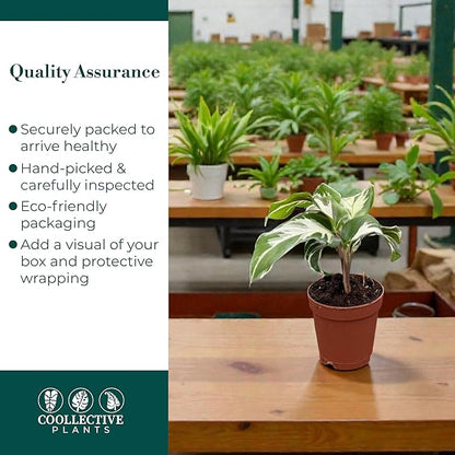 Calathea Stella | Live Plant in Growers Pot, Live Indoor, Easy to Grow, Easy to Care, and Low Maintenance Houseplant by Coollectiveplants (2" Pot)