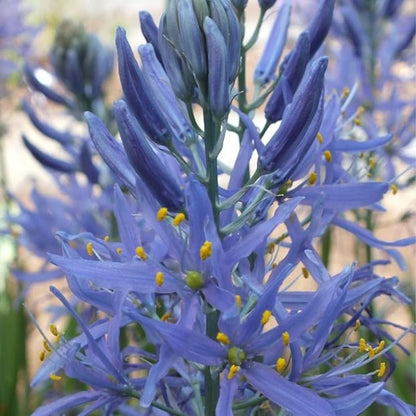 Camassia Cusickii Bulbs – Rare Wild Hyacinth Blue Flower | Pacific Northwest Native Camassia Bulb | Deer Resistant | Fall Planting | 14cm+ Size (1 Pack)