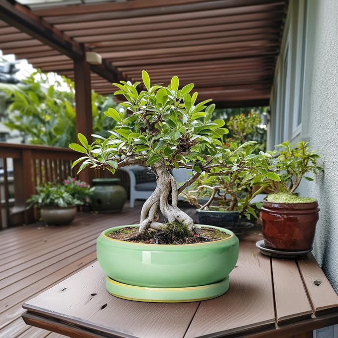 Large Bonsai Pots - 13 Inch Ceramic Succulent Pots for Indoor Outdoor, Ceramic Planter with Drainage Hole and Saucer, Shallow Round Planter, Garden Decor, Gifts for Women Men, Light Green