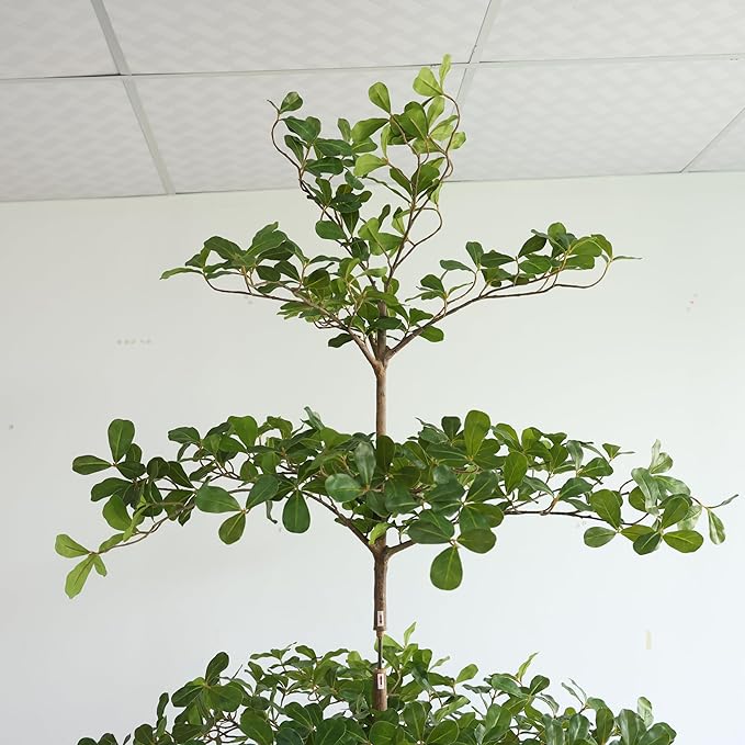 Artificial Black Olive Tree, 7FT Tall Big Leaf Faux Shady Lady Tree with Potted, Fake Olive Tree for Home Decor Indoor