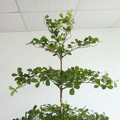 Artificial Black Olive Tree, 7FT Tall Big Leaf Faux Shady Lady Tree with Potted, Fake Olive Tree for Home Decor Indoor