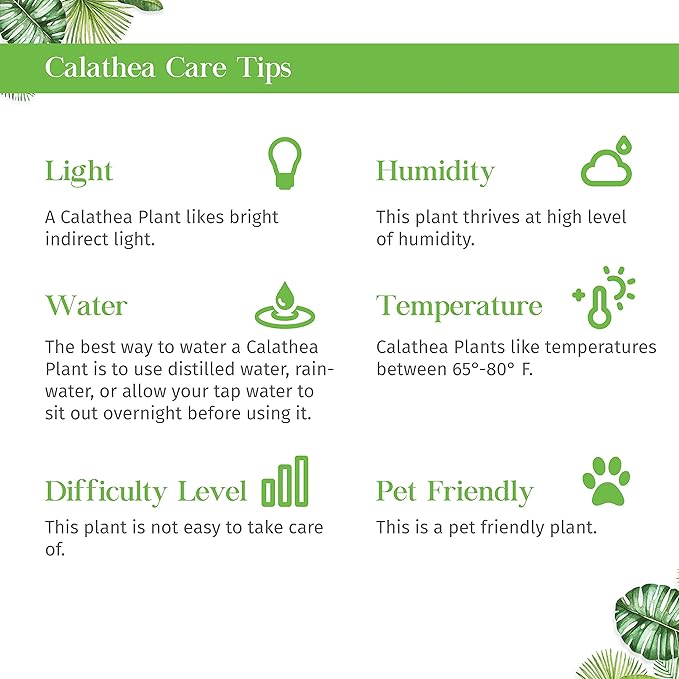 Calathea White Fusion Live Plant for Indoor | Different Houseplants in 4'' & 6'' Pot | Real House Plant for Living Room, Office, Desk & Bathroom | Peacock Plant | Zebra Plant