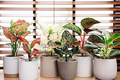 Gardenera Aglaonema Potting Mix - Unlock Robust Growth and Vibrant Leaves with Our High-Performance Formula - 20 Quart