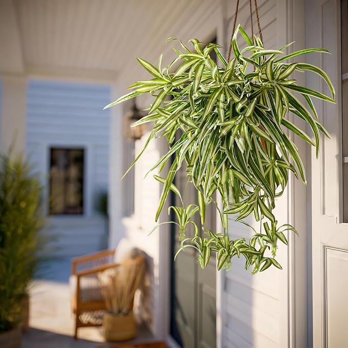2 Pcs Artificial Spider Hanging Plant Artificial Bracketplant Chlorophytum Fake Greenery for Outdoor Porch Patio Window Shelf Office Garden Home Decor (Yellow)