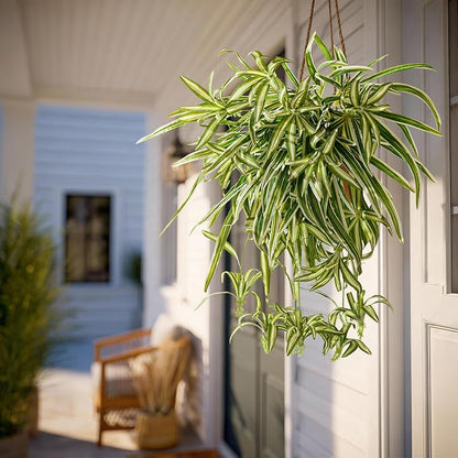 2 Pcs Artificial Spider Hanging Plant Artificial Bracketplant Chlorophytum Fake Greenery for Outdoor Porch Patio Window Shelf Office Garden Home Decor (Yellow)