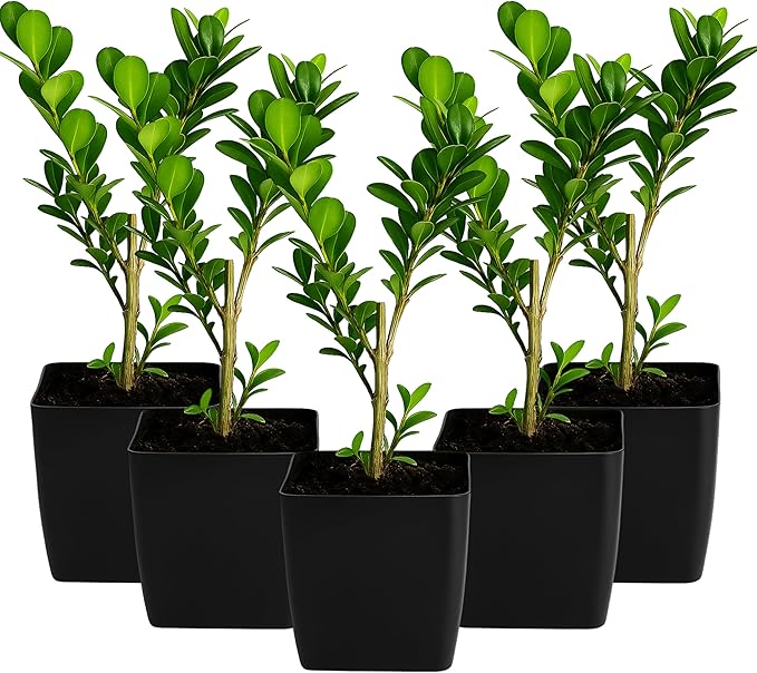 My Shelfie – Japanese Boxwood Bonsai Starter Tree (Buxus microphylla Japonica), 2-Inch Live Evergreen Shrub for Indoor or Outdoor Garden, Hedge, and Landscape Décor (5)