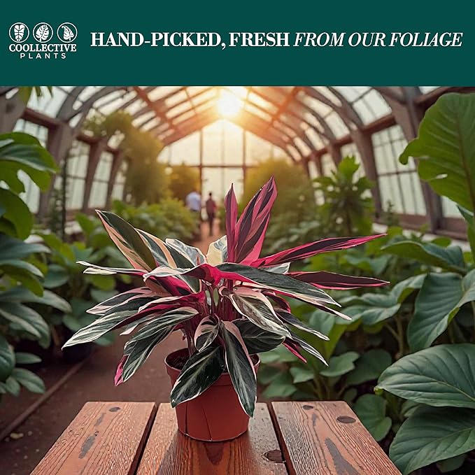 CoollectivePlants Stromanthe Triostar – Live Plant in 6″ Grower’s Pot, Easy Care and Low Maintenance Indoor Houseplant, Includes UniHeat Pack for Winter Protection
