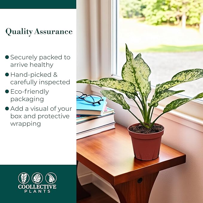 Aglaonema Snow White, Spring Snow, Live Plant in a 4 Inch Growers Pot, Live Indoor, Easy to Grow, Easy to Care, and Low Maintenance Houseplant,White Plants
