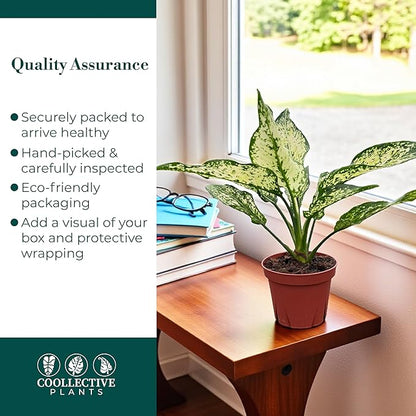 Aglaonema Snow White, Spring Snow, Live Plant in a 4 Inch Growers Pot, Live Indoor, Easy to Grow, Easy to Care, and Low Maintenance Houseplant,White Plants