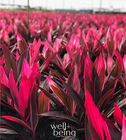 Cordyline Fruticosa, Red Sister, Ti Plant, Live Plant 25-30 in. Tall in Grower Pot by Nature's Way Farms