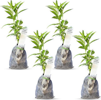 Night Blooming Jasmine Live Plant - Cestrum Nocturnum. Fragrant Flowering Shrub for Garden, Patio or Window (4 ngt.jas sacs)