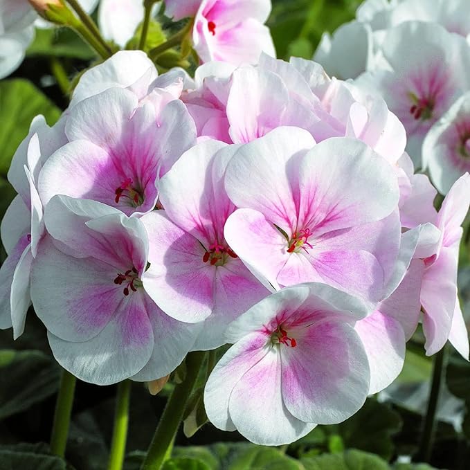 Park Seed Geranium Flowering Plant Seeds, Maverick Appleblossom Hybrid with Soft Pink and White Blooms, Vigorous Zonal Variety for Beds and Containers, Pack of 10