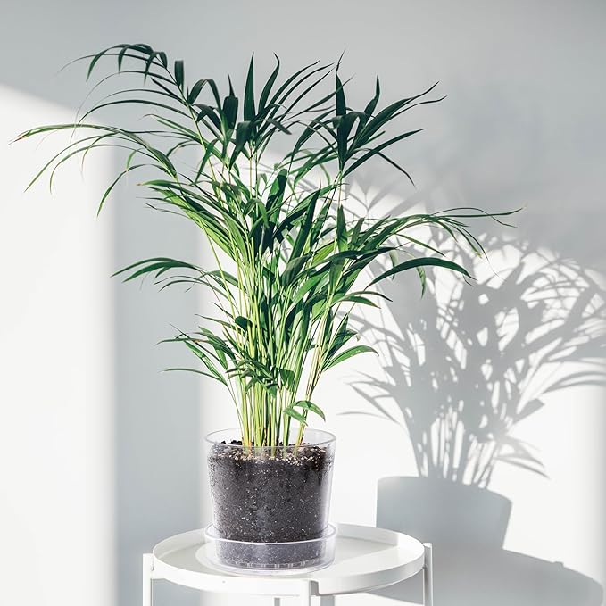 Phoenix Vine 8 Inch Clear Acrylic Planter Pot with Tray, Orchid Pot with Drainage Holes, Deep Saucer for Bottom Watering, Transparent Containers for Indoor Plants, Herbs, Set of 1, 91-A-G-1