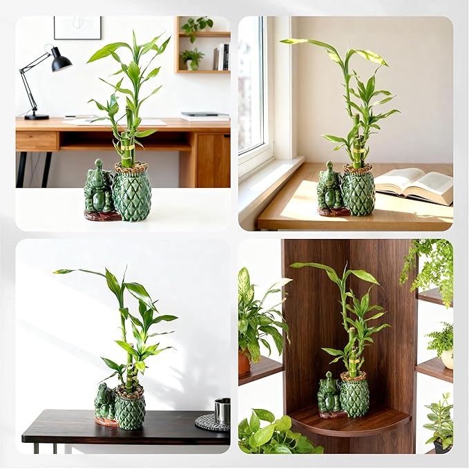 Lucky Bamboo 3-Stalk Set with Pebbles in Elephant Pineapple Pot – 6'' 6'' 8'' Live Houseplant for Good Fortune