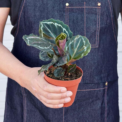 Calathea Roseopicta Medallion Live Plant for Indoor | Different Houseplants in 4'' & 6'' Pot | Real House Plant for Living Room, Office, Desk & Bathroom | Peacock Zebra