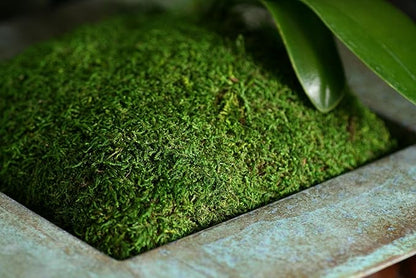 SuperMoss (21485) Sheet Moss – Flat Moss for Plants, Terrariums, Wedding Decor & Crafts, Safe, Non-Toxic, Long-Lasting Green Moss for Indoor Plants, Vivariums & Green Wall Art, 175 Cu. in., Preserved