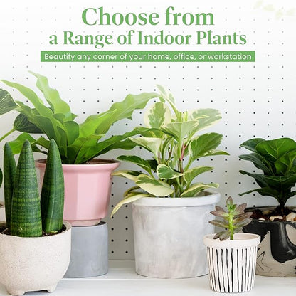 American Plant Exchange Calathea Rattlesnake – 6-Inch with Pot Cover – Live Pet-Friendly Indoor Houseplant with Wavy Green Leaves for Low-Light Homes, Offices, Bedrooms & Shelf Décor
