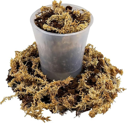 Gardenera Premium Orchid Mix by GARDENERA | Fern + New Zealand Pine Bark + Sphagnum Moss + Perlite | Best for Growing and Repotting Orchids - 1 Quart Bag