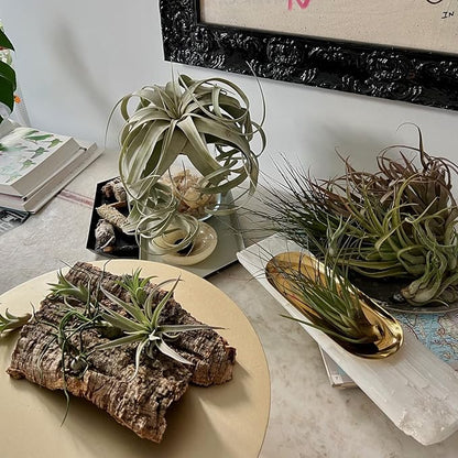 ragnaroc Air Plants - Hod Gift Box - 5ct - Live Arrival Guaranteed - House Plants for Home Decor & Gift