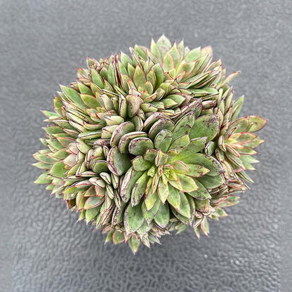 Live Succulent Plants (Echeveria Cinderella), Easy Care Houseplant for Home and Office Decor, Great Gift for Housewarming, Birthday, Thanksgiving